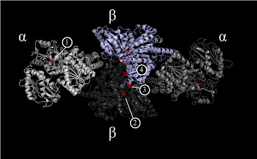 Carbon monoxide dehydrogenase